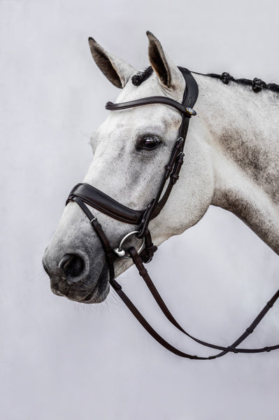 Paladin Bridle / Black