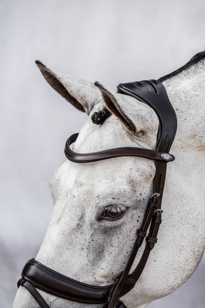 Paladin Bridle / Black