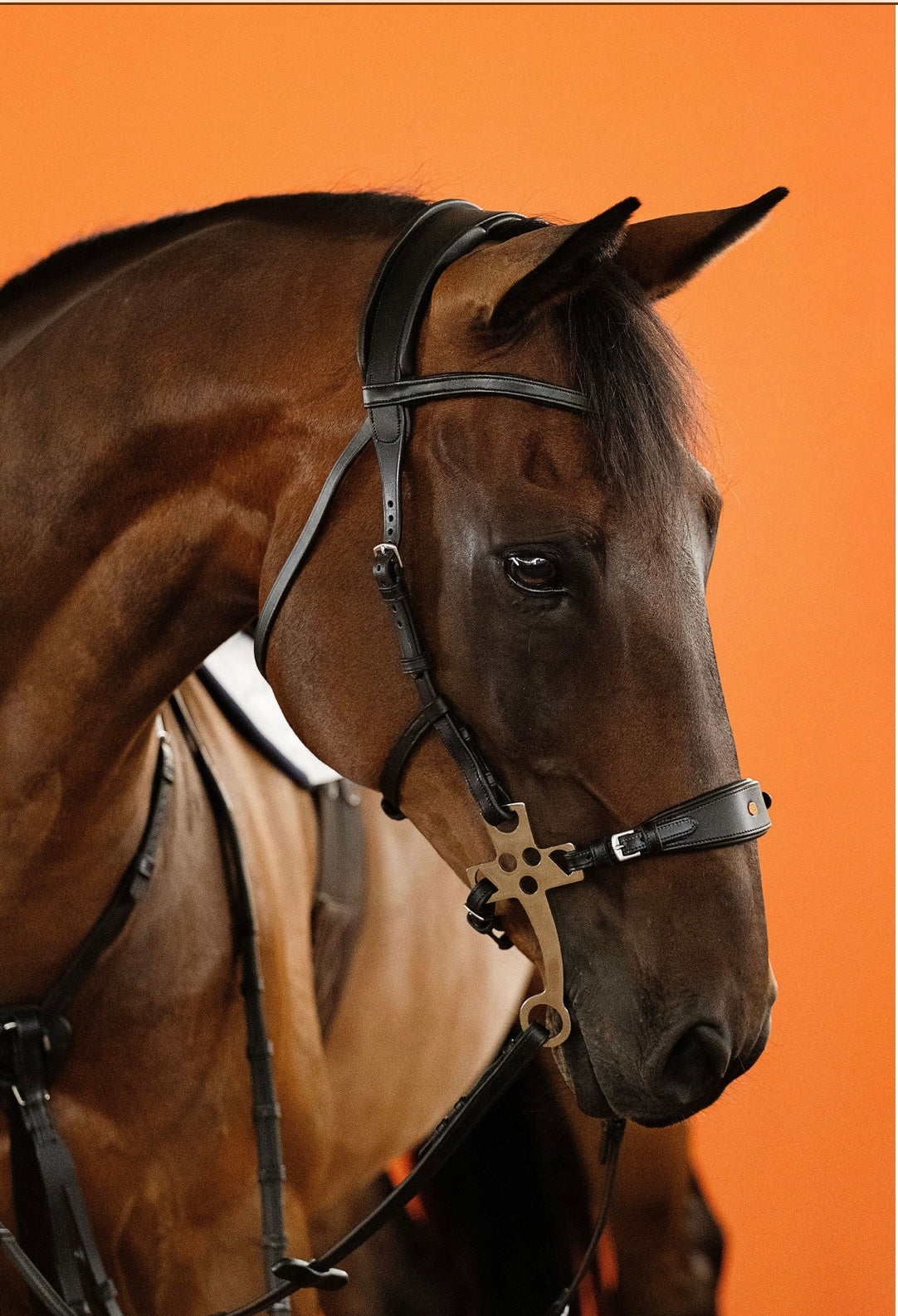 | HACKAMORE | BROWN Nr. 05
