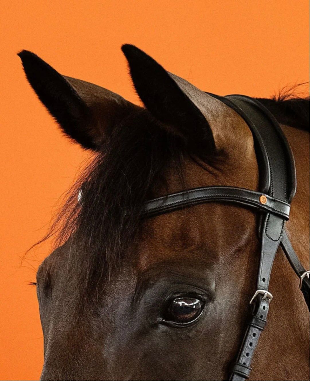 | HACKAMORE | BROWN Nr. 05