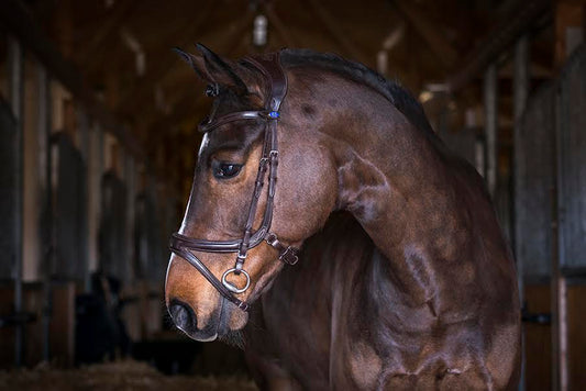 The design of the noseband allows full freedom for the cheekbones and the sensitive nerve endings. Its upper part is fastened by regular pullback fastening. 