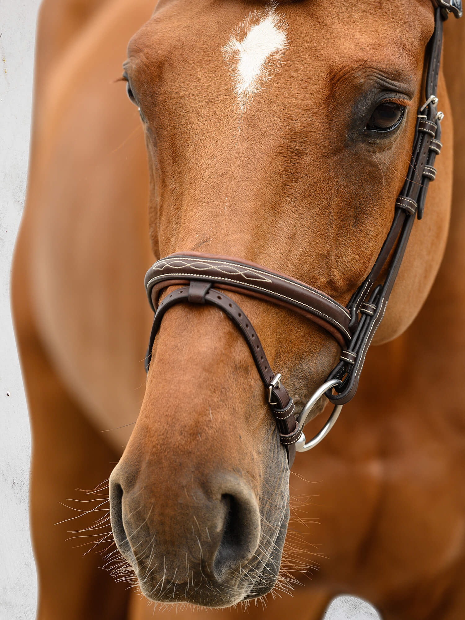 A stylish snaffle bridle with a classical look and removable flash strap (Not Magic Flash™). The noseband has a white décor stitching and a super soft pillow built-in that reduces pressure and enables a closer, optimized fit around the nose. 