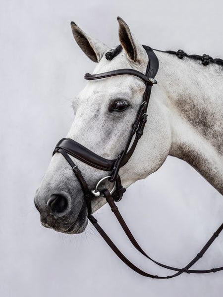 Paladin Bridle/ Brown