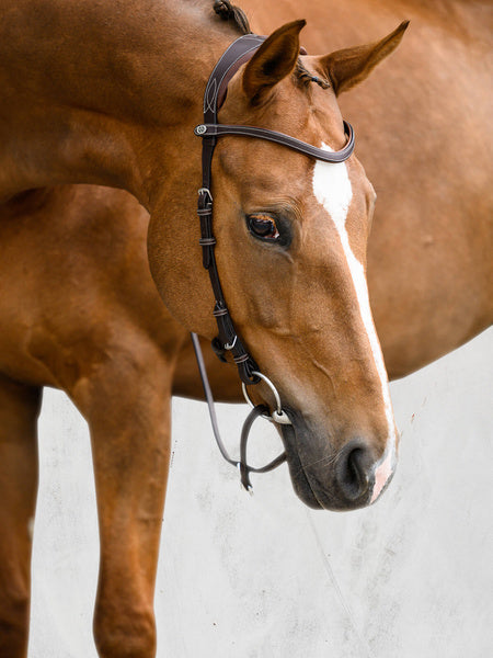 The perfect bridle for vet checks, veterinary visits, horse shows, and other places where a bit is required, and you want something good looking yet practical.