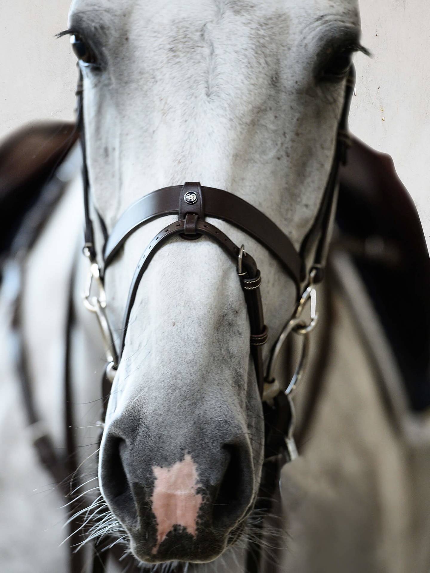 This is the perfect bridle for riders who often changes the bit since the simplicity of the hooks makes the bit-changing process very simple and efficient.