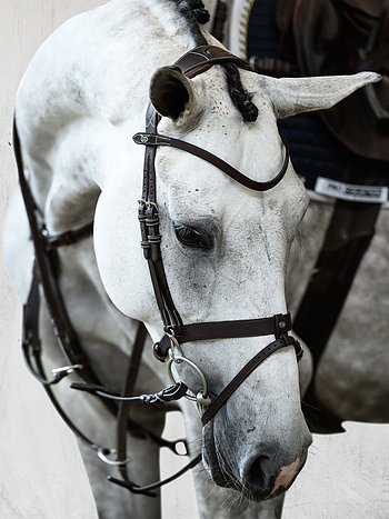 This is the perfect bridle for riders who often changes the bit since the simplicity of the hooks makes the bit-changing process very simple and efficient.