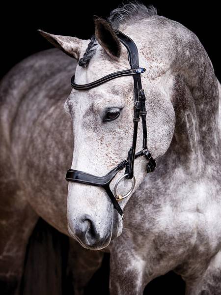 Experience the difference with the Pioneer bridle. A bridle that helps the horse to stabilize the jaw and lies flat against the muzzle, thanks to the built-in shock-absorbing cushion. Adjust the height of the noseband and vary between a lower, dropped noseband function and a higher English noseband. By varying the height of the noseband, you can also switch between the different functions depending on the purpose.