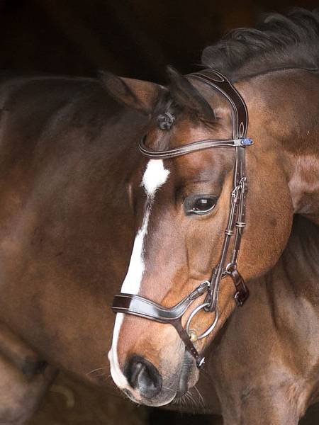 Experience the difference with the Pioneer bridle. A bridle that helps the horse to stabilize the jaw and lies flat against the muzzle, thanks to the built-in shock-absorbing cushion. Adjust the height of the noseband and vary between a lower, dropped noseband function and a higher English noseband. By varying the height of the noseband, you can also switch between the different functions depending on the purpose.